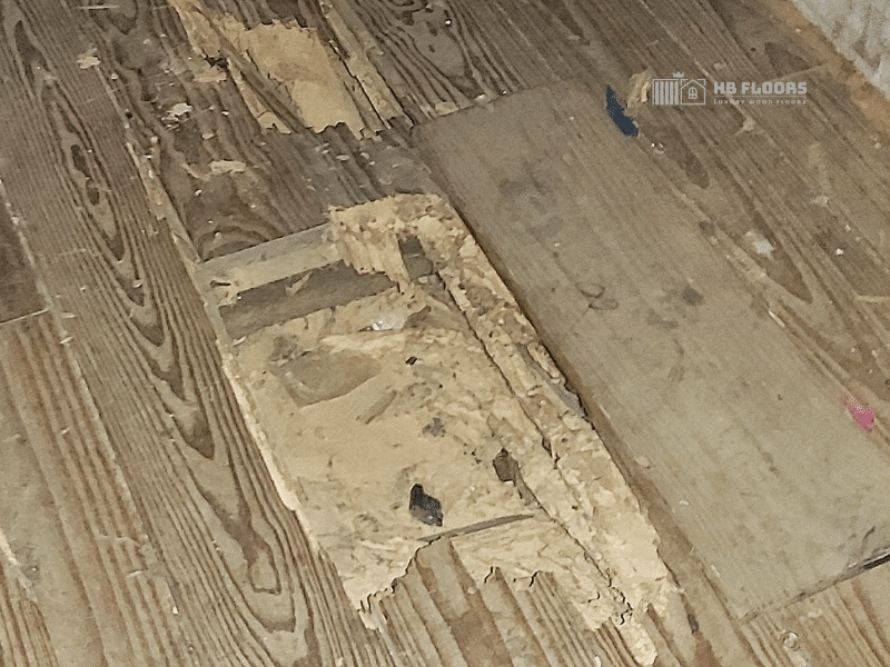 Dấu hiệu nhận biết sàn gỗ bị mối mọt