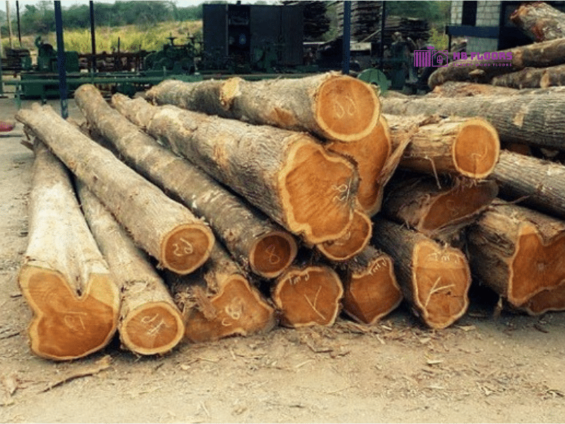 Gỗ Teak là gì